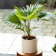 China Palm